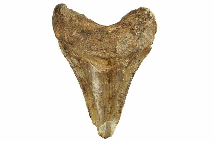 Serrated, Juvenile Fossil Megalodon Tooth From Angola - Unusual Location #258576